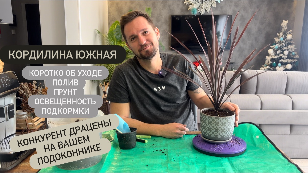 Кордилина Южная- конкурент Драцены на вашем подоконнике. Уход- полив, влажность воздуха, грунт, свет