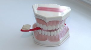 Стоматолог раскрыл секрет безупречной улыбки