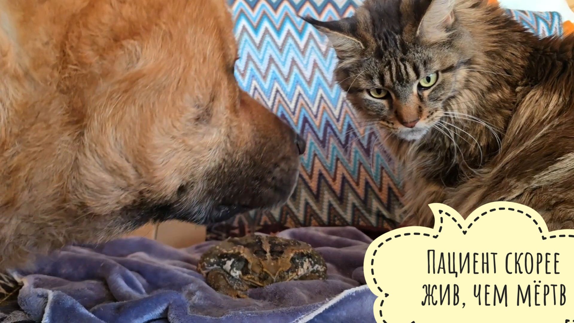 Как дела у жабы Брунгильды? Кошка Морошка и Пёс Кубик всё проверили и выяснили смотреть онлайн