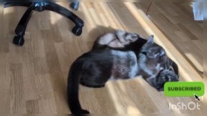 ТУРНИР НА ЗВАНИЕ САМАЯ БЫСТРАЯ ЛАПКА НА ДИКОМ ЗАПАДЕ ПОДДЕРЖИТЕ УЧАСТНИКОВ ЛАЙКАМИ И РАКЕТАМИ