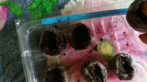 Сеем петуньи в торфяные таблетки