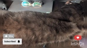 ПОБЕГАЛИ ПОКУШАЛИ УСИЛЕННО НУ ПОРА И ПОСПАТЬ ВО ВСЮ ДЛИНУ НАБЕРЁМ СИЛ НА НОЧНЫЕ ГОНКИ