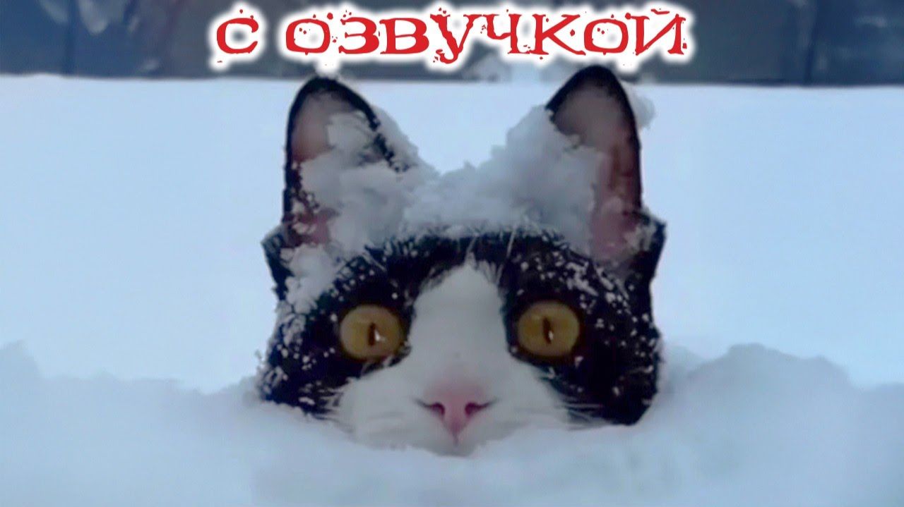 СМЕШНО ДО СЛЕЗ Приколы_с_котами и кошками!Смешные_коты!_Самые_смешные_животные!Смешная озвучка смотреть онлайн