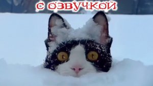 СМЕШНО ДО СЛЕЗ Приколы_с_котами и кошками!Смешные_коты!_Самые_смешные_животные!Смешная озвучка