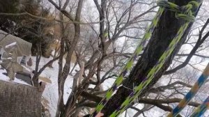 Брассовка, или брейсинг деревьев N3