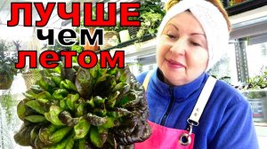 Прибыльно и вкусно- зимнии салаты. Как выращивать круглый год_