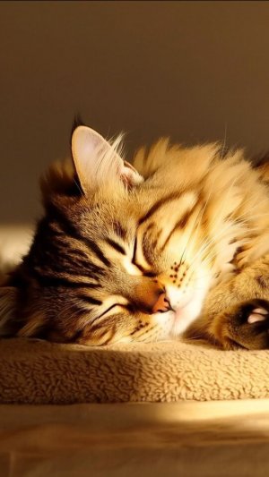 Музыка мягкого сна