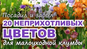 20 неприхотливых ЦВЕТОВ для МАЛОУХОДНОЙ КЛУМБЫ