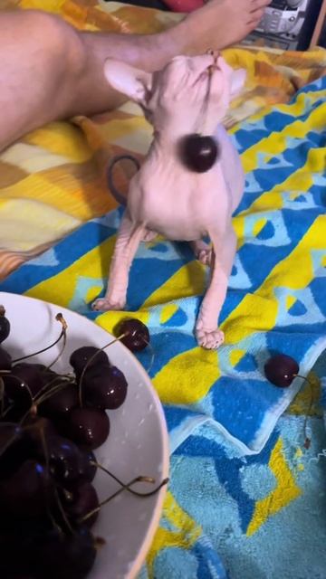 Бро совершенно не понимает концепцию черешни🤭