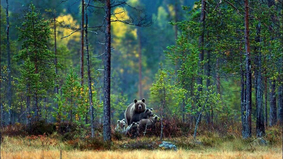 Таежные истории смотреть онлайн