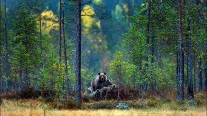 Таежные истории