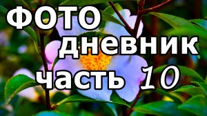 ПАРК «ЮЖНЫЕ КУЛЬТУРЫ»! ФОНТАН, КАМЕЛИИ, МАГНОЛИИ, ПАЛЬМЫ! ФОТО СЛАЙД-ШОУ. АДЛЕР. 23 НОЯБРЯ 2025 ГОДА