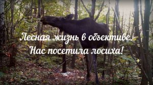 Лесная жизнь в объективе. Нас посетила лосиха!