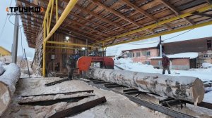 ПИЛИМ МЕРЗЛУЮ БЕРЕЗУ НА ЛЕНТОЧНОЙ ПИЛОРАМЕ ТРИУМФ 900 CLASSIC