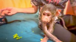 Посмотрите КАК ЛОПАЮТ молодой горошек Степашка и Маняшка!