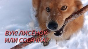 Это лисёнок или собачка?✅