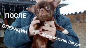#чихуахуа Зигурт после #операция_кастрация 09/02/26 #купить_чихуахуа_продаю +79215950848