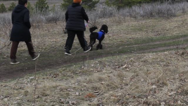 Ыгдыр - чемпион!!! 2025_04_05. Видео_9940