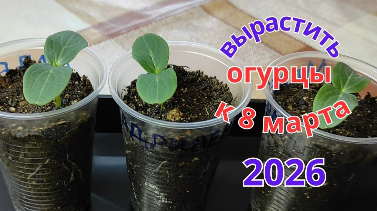 Как вырастить огурцы на подоконнике к 8 Марта. 1часть