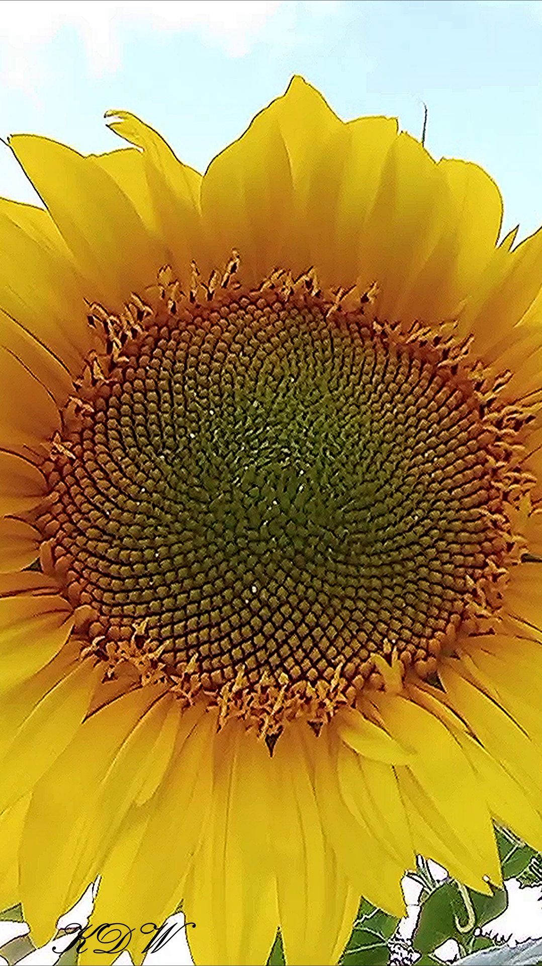 Подсолнечники