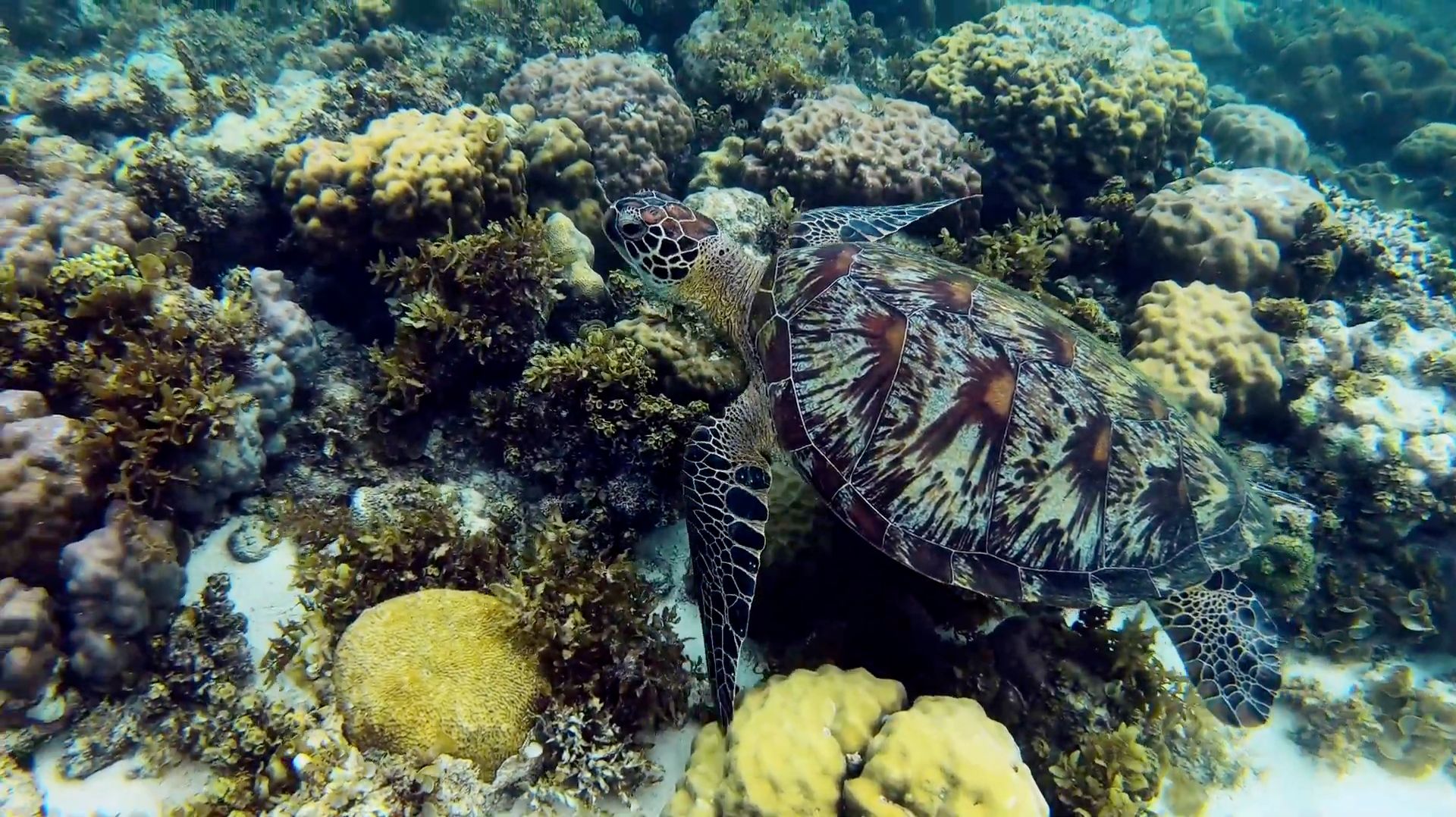 Красоты океана