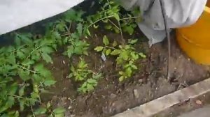 2216.  ВПЛ.Томаты на доращивание ,интересно.