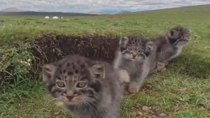 Семья диких манулов 😽😼😻