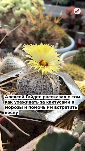 Меряются колючками: правда и мифы о кактусах смотреть онлайн