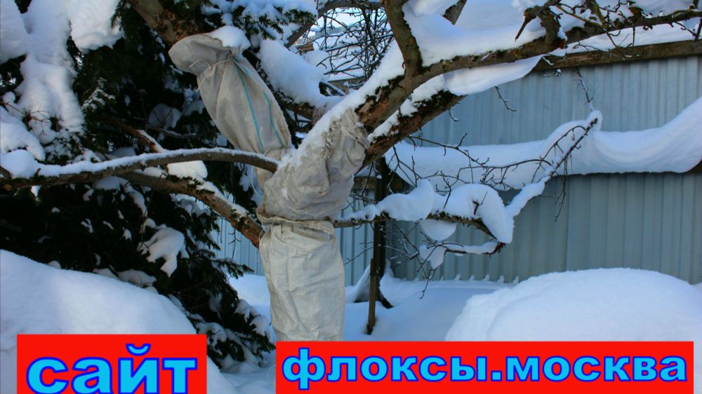 ЯБЛОНЯ ЗАЩИТА В ЗИМНИЙ ПЕРИОД смотреть онлайн