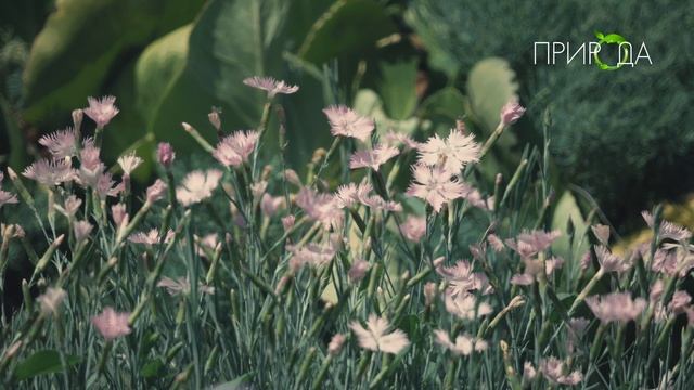 Природа. Гвоздика перистая_2 смотреть онлайн