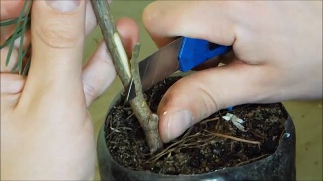 Прививка сосны крупным планом смотреть онлайн