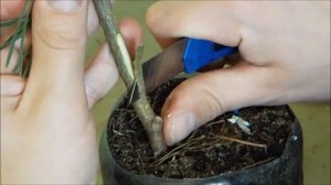 Прививка сосны крупным планом