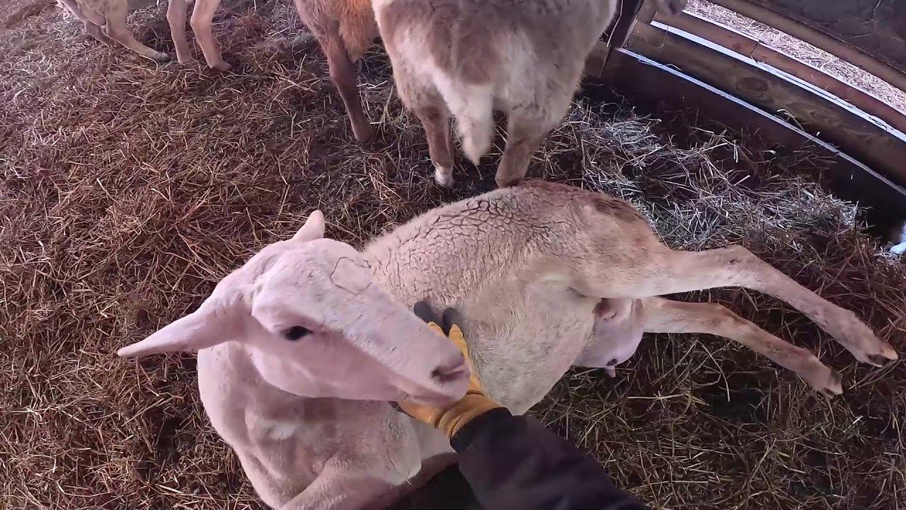 Опять проблема ! Готовлюсь к морозам ! ХУТОР В ЛЕСУ №958 смотреть онлайн