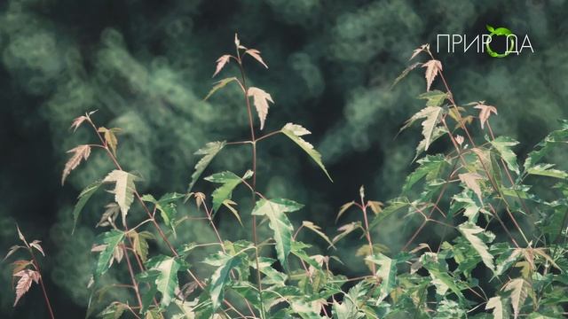 Природа. Клен Гиннала смотреть онлайн