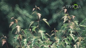 Природа. Клен Гиннала