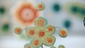 The song of the Caged Chiken