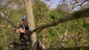 Стабилизация деревьев Cobra