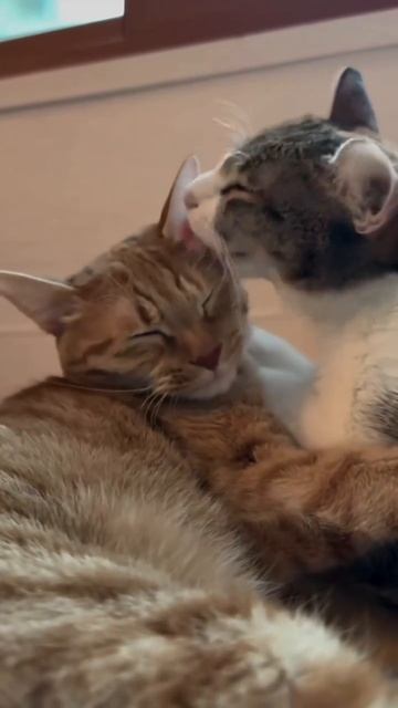 Эти забавные животные смотреть онлайн