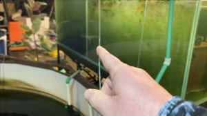 Новости из пруда в гараже.Чистка аквариума.