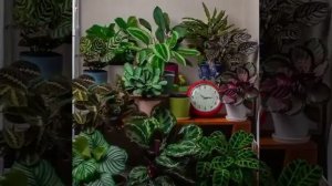 MOV_20260209_231106_468.mp4