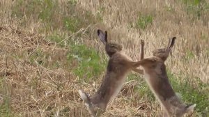 Минутка позитива. Ладушки - ладушки#отдых