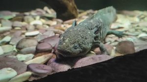 Аксолотль. Милый маленький дракончик. Амфибия с секретом. Океанариум РИО