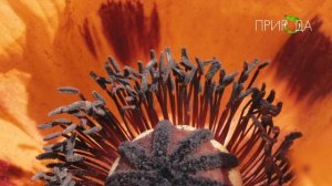 Природа. Мак_13