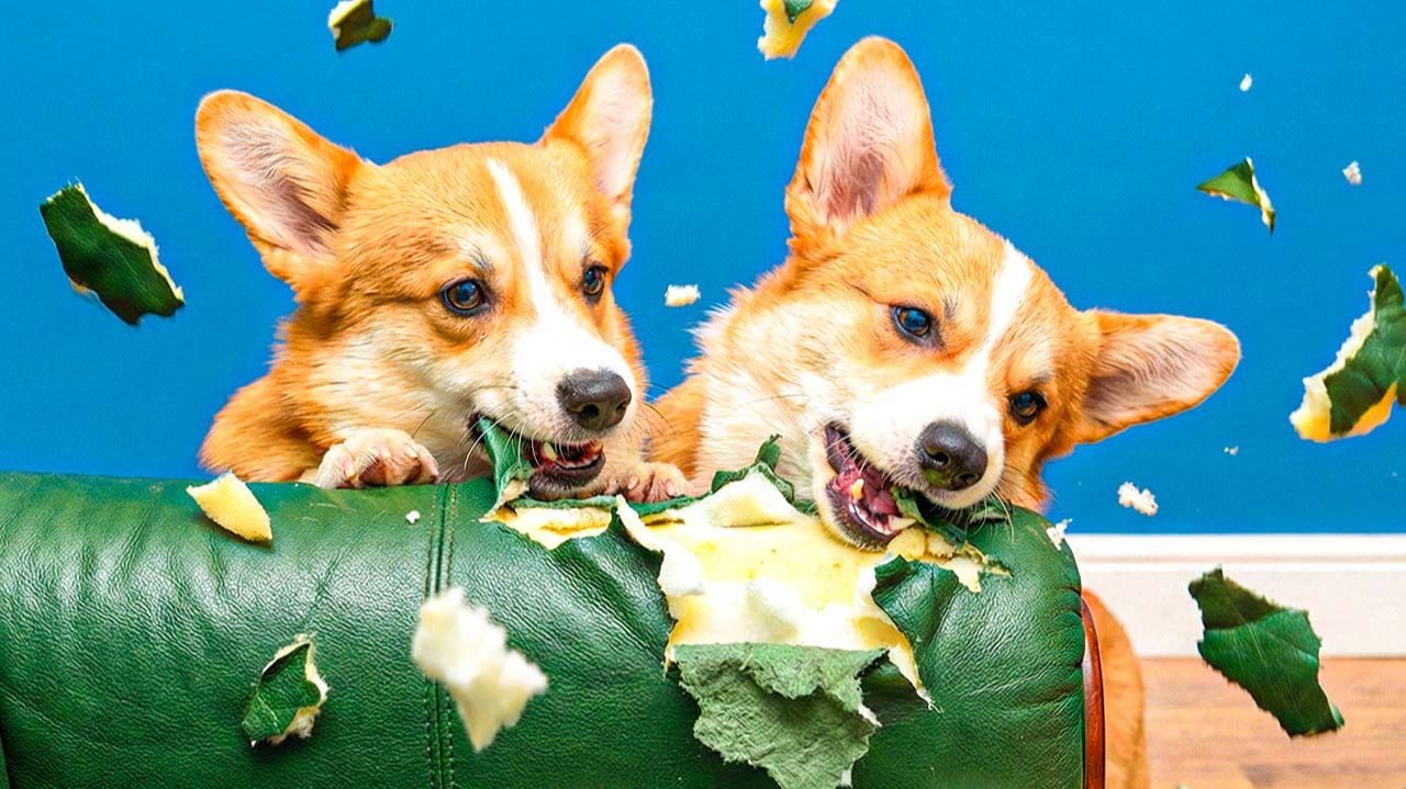 МЫ НЕЧАЯННО СОЖРАЛИ КРЕСЛО!! Корги Пряник Говорящая собака смотреть онлайн