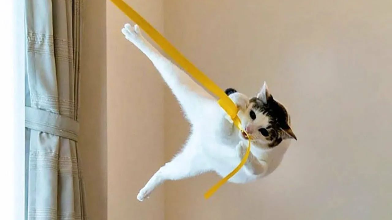 СМЕШНО ДО СЛЕЗ 😹😍 СМЕШНЫЕ КОТЫ, ЛУЧШИЕ ПРИКОЛЫ С КОТАМИ, СОБАКАМИ КОШКИ,СОБАКИ , ЖИВОТНЫЕ 🥰 смотреть онлайн