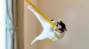 СМЕШНО ДО СЛЕЗ 😹😍 СМЕШНЫЕ КОТЫ, ЛУЧШИЕ ПРИКОЛЫ С КОТАМИ, СОБАКАМИ КОШКИ,СОБАКИ , ЖИВОТНЫЕ 🥰