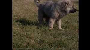 Немецкая овчарка. Рассказ о породе.