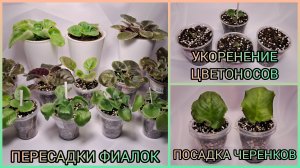 Пересадки фиалок. Посадка черенков.