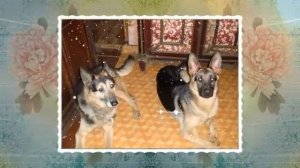 Все цветы моим ДРУЗЬЯМ, ушедшим на РАДУГУ