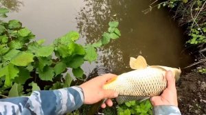 Незабываемая вечерняя рыбалка на поплавочную удочку